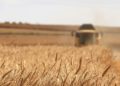 Glyphosate
