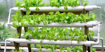 Hydroponic